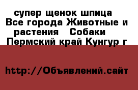 супер щенок шпица - Все города Животные и растения » Собаки   . Пермский край,Кунгур г.